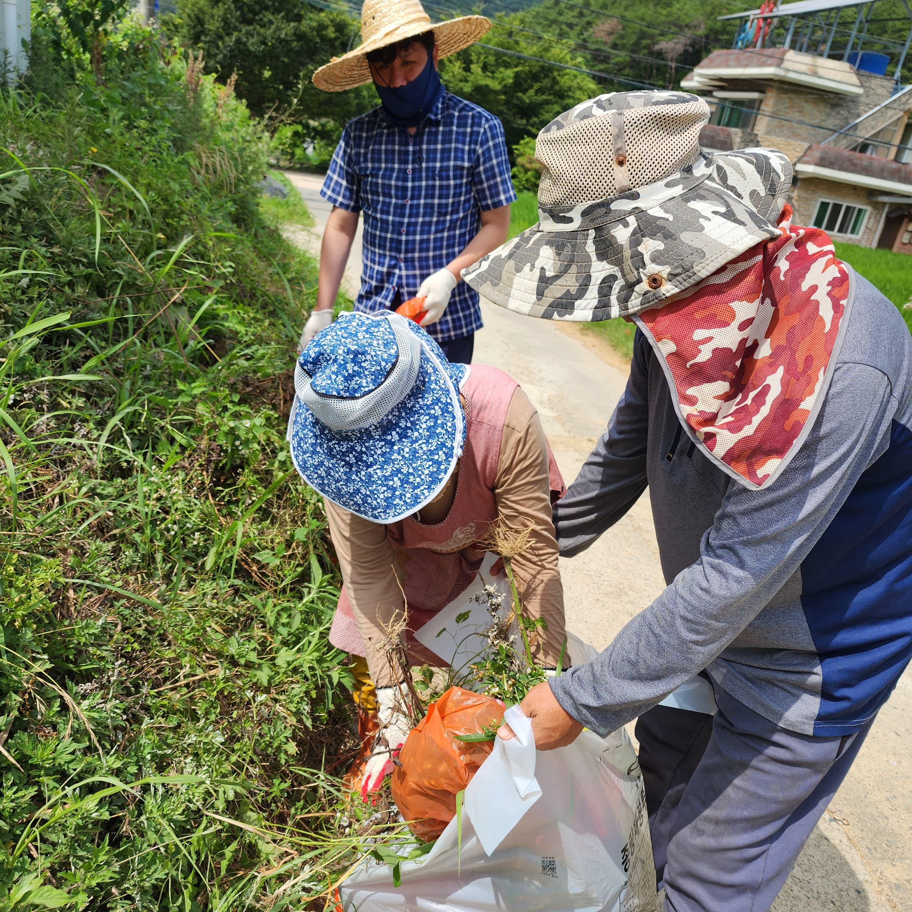 부산 기장 철마천, 미국쑥부쟁이가 생태계를 뒤덮고 있어요 1